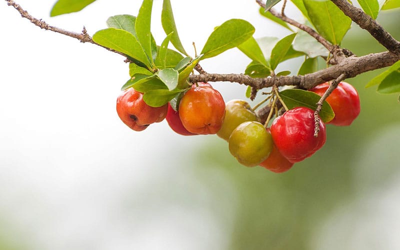 acerola